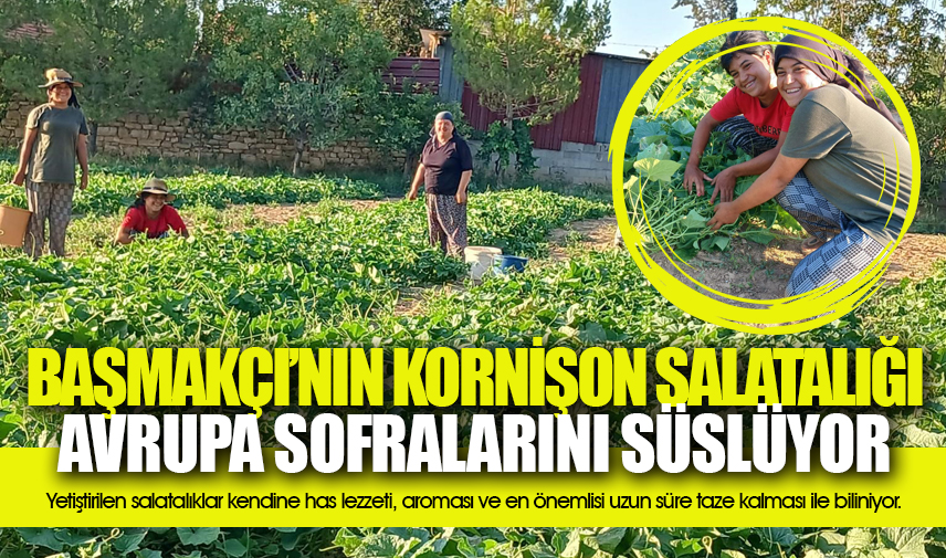 Başmakçı’nın kornişon salatalığı Avrupa sofralarını süslüyor